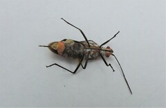 Leptocoris tagalicus