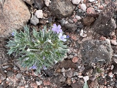 Langloisia setosissima setosissima