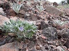 Langloisia setosissima setosissima