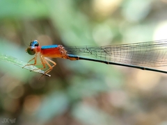 Teinobasis ruficollis