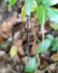 Teinobasis ruficollis