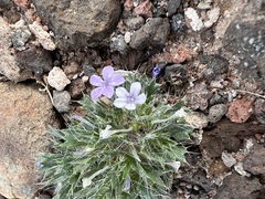 Langloisia setosissima setosissima