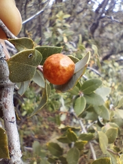 Andricus vacciniifoliae