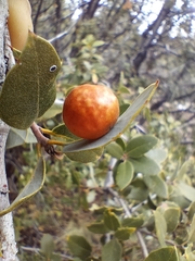 Andricus vacciniifoliae