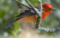 Piranga bidentata