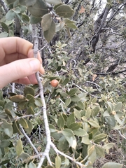 Andricus vacciniifoliae