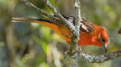 Piranga bidentata