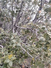 Andricus vacciniifoliae