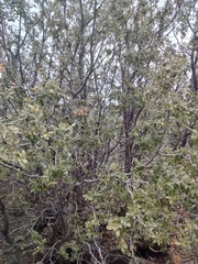 Andricus vacciniifoliae