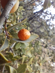 Andricus vacciniifoliae