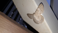 Pingasa chlora