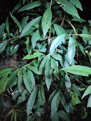 Ardisia quinquegona