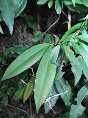 Ardisia quinquegona