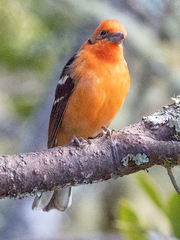 Piranga bidentata
