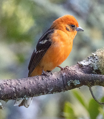Piranga bidentata