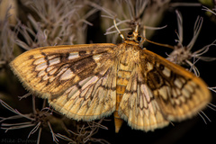 Herpetogramma