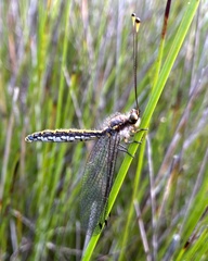 Suhpalacsa subtrahens