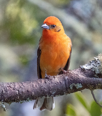 Piranga bidentata