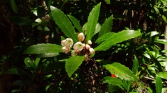 Anopterus glandulosus