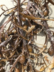 Phyllospora comosa