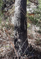 Juglans major