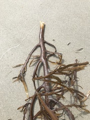 Phyllospora comosa