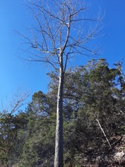 Juglans major