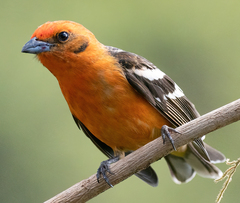 Piranga bidentata