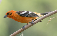 Piranga bidentata