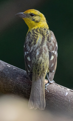 Piranga bidentata