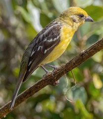 Piranga bidentata