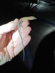 Aspidoscelis lineattissimus