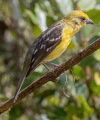 Piranga bidentata