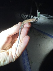 Aspidoscelis lineattissimus