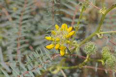 Astragalus macrocephalus