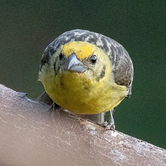 Piranga bidentata