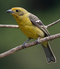 Piranga bidentata