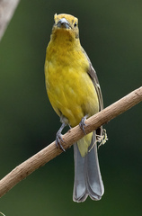 Piranga bidentata