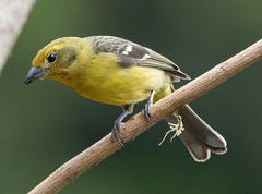 Piranga bidentata