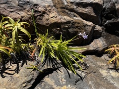 Agapanthus caulescens