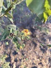 Abutilon trisulcatum