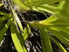 Agapanthus caulescens
