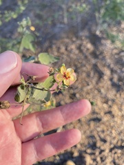 Abutilon trisulcatum