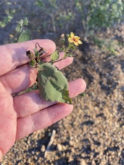 Abutilon trisulcatum