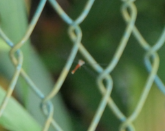 Ceriagrion aeruginosum