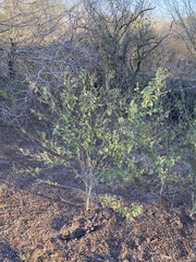 Abutilon trisulcatum
