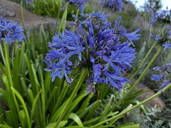 Agapanthus caulescens