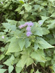 Tamaulipa azurea