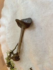 Helvella solitaria