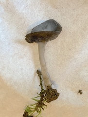Helvella solitaria